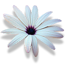 africandaisy icon