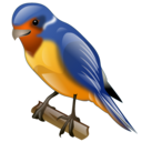animal, bird, swallow, twitter icon