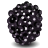 berry icon