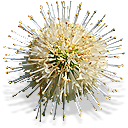 weed icon
