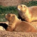gopher icon