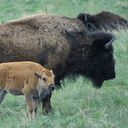 bison icon