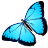 butterfly icon