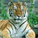 tiger,animal icon