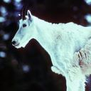 goat icon