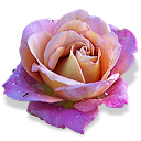 kaleidescope,rose icon