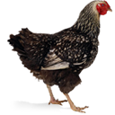 chicken icon