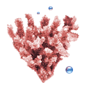 coral icon