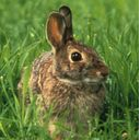 rabbit icon