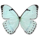 mintmorpho icon