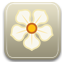 magnolia icon