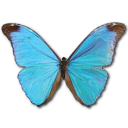 morphoabsoloni icon