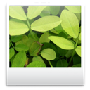 images, toolbar icon