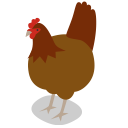 animal, animals, bird, chicken, farm, hen, rural svg vector icon