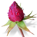rosebud icon