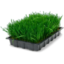 wheatgrass,tray icon