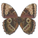 morphopeleidesmontezumaunderside icon