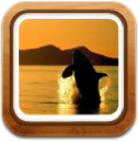 gallery icon
