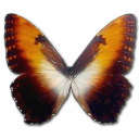 morphohecuba,sunset icon