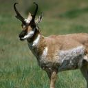deer icon
