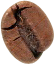 bean, coffee, large icon