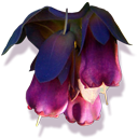 cerinthe icon