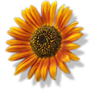 sunflower icon