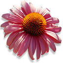echinacea icon