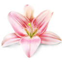 flower, lily, plant icon