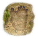 clue icon